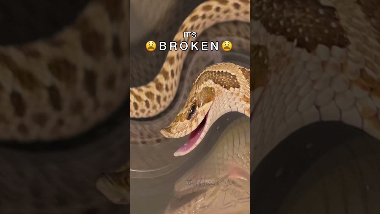 OH NO… OUR TABLE… IT’S BROKEN!