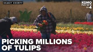 The Delicate Process Of Picking Millions Of Tulips In Skagit Valley Before The Flowers Are Lost