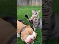 "When Dogs and Cats Act Like Best Friends 😂❤️" #cat #pawsn #funny