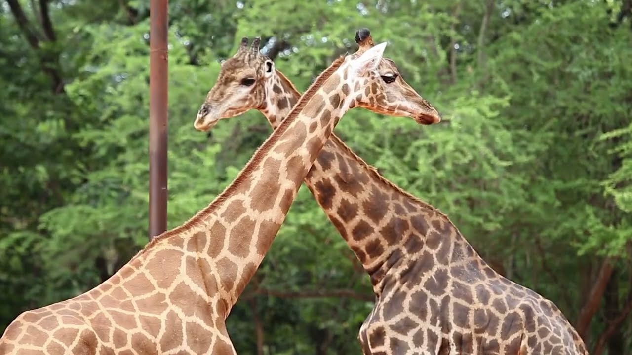 Giraffes: Evolution, Ecology, and the Fight for Survival