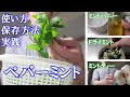 【超簡単】ペパーミントの使い方・保存方法実践！【#ミントティー #ドライミント #ミントハニー】