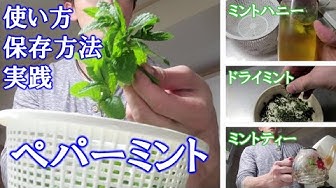 ペパーミント Youtube