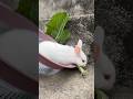 Like a toy #pet #bunny #petrabbit #minivlog #funny #asmr