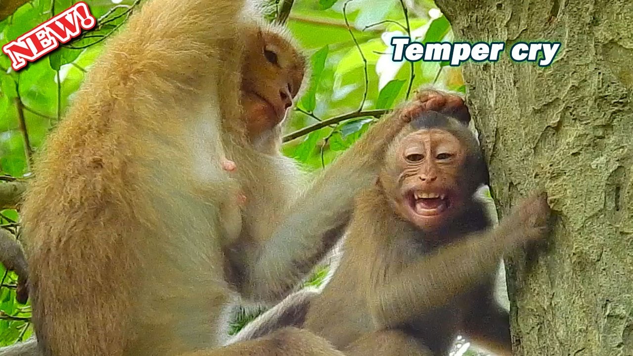 Stop cry ask milk Rex! Poor baby seizure crying loudly ask mom Rose allow milk him by face sadly