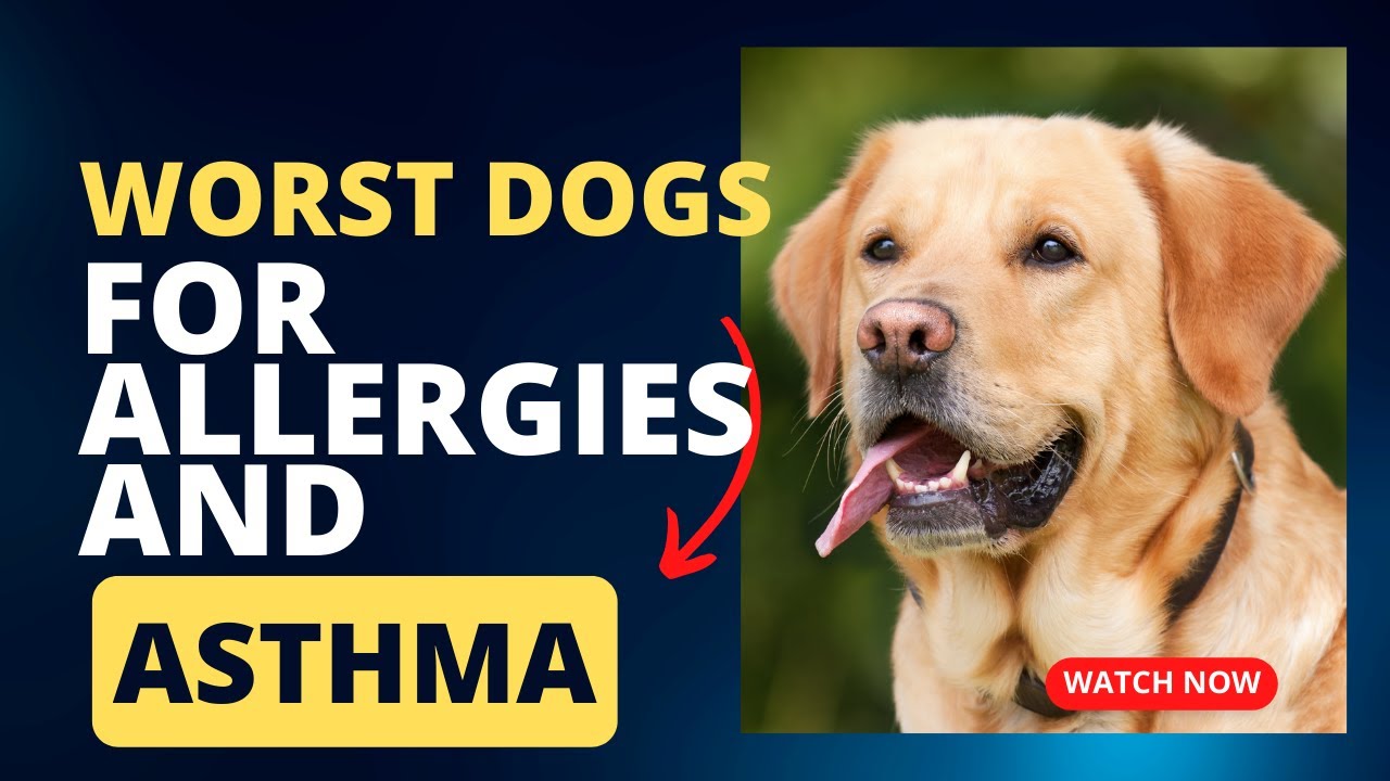 Worst dogs for allergies and asthma Labrador Secrets Dogs YouTube
