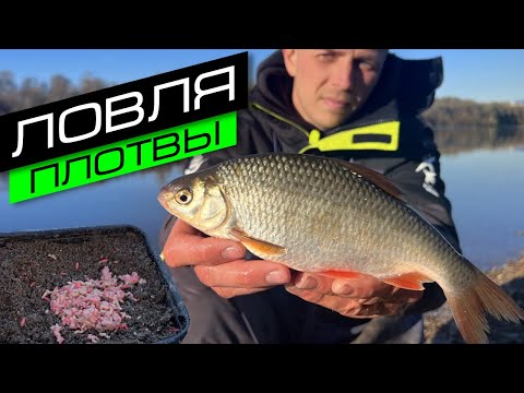 ЛОВЛЯ ПЛОТВЫ НА ФИДЕР / ПЛОТВА В ОКТЯБРЕ / FROS FISHING