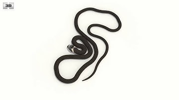 Grass Snake Low Poly 3D model by 3DModels.org