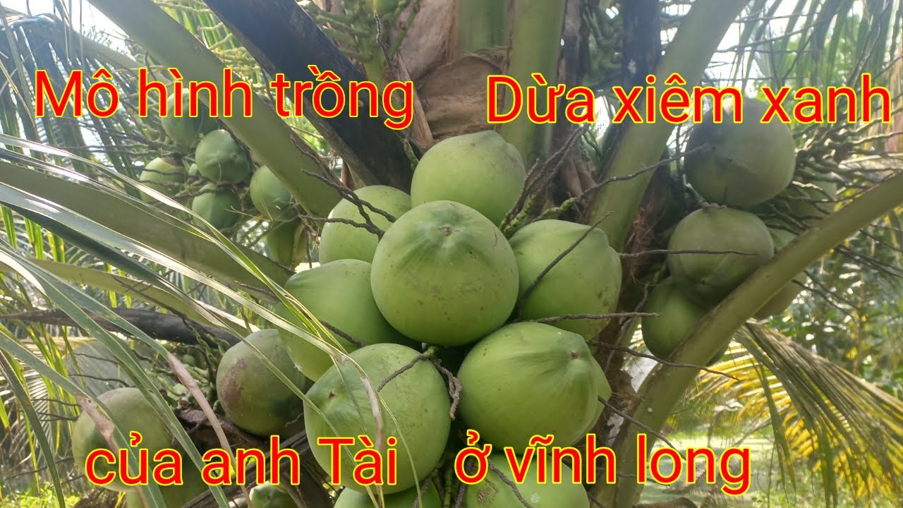 Mô hình trồng dừa xiêm xanh trên đất vĩnh long - YouTube