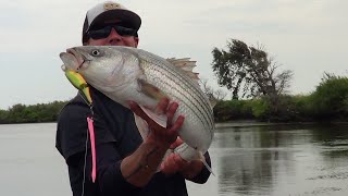 STILL AROUND ...  DELTA  STRIPERS!