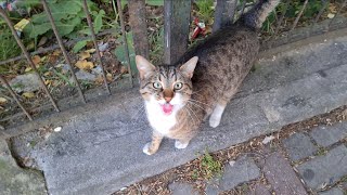 Poor homeless hungry cat meows impatiently asking for food.