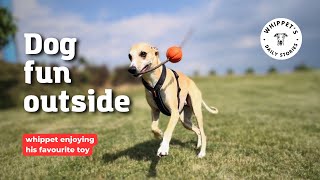Happy Dog Afternoon - Cute Whippet in dog play 🐶☄️ by One Dog Show 222 views 9 months ago 2 minutes, 25 seconds