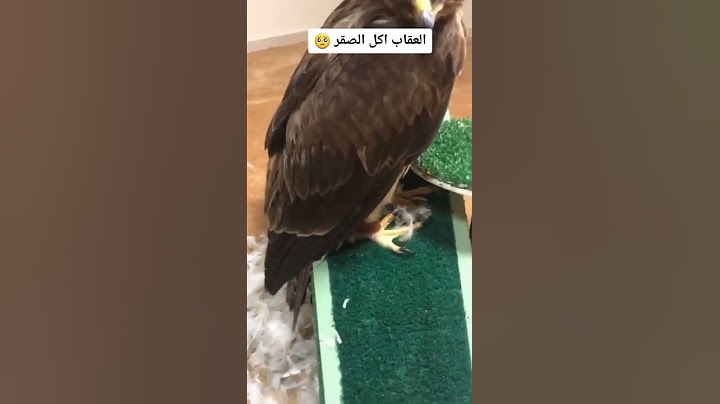 العقاب أكل الصقر 🥹