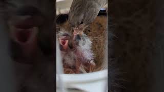 Canary Feeding Baby ❤️Happy Mother's Day ❤️20230514 by Nissan Tseng 2,277 views 11 months ago 1 minute, 21 seconds