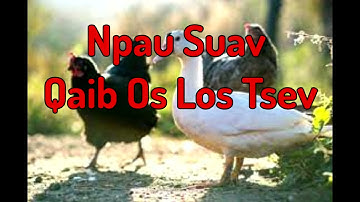 Npau Sauv Pom Qaib Os Los Tsev