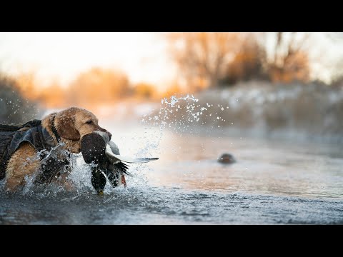 2303 Jan 19/2023 – This week we have some late season duck hunting, we chase some rabbits, learn about making walleye jigs, and have a Bragging Board as well!