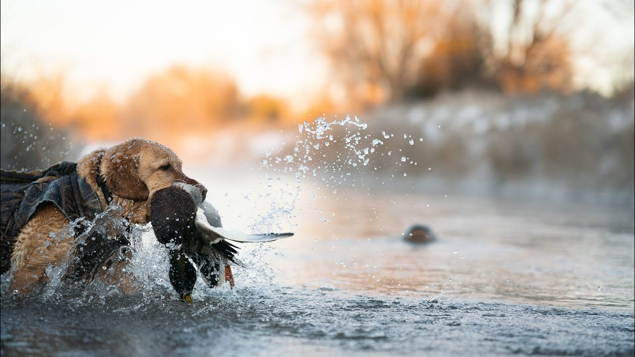 Duck Hunt,Rabbit Hunt, Jig Making, Bragging Board; Michigan Out of ...