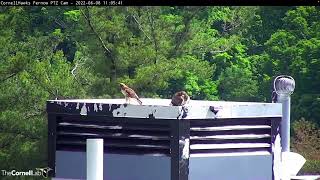 Red-tailed Hawk Fledgling L2 Gets Lunch Delivered By Big Red – June 8, 2022