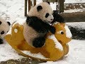 【可愛すぎ❤】おもちゃで遊ぶ赤ちゃんパンダ　Baby panda playing with toys