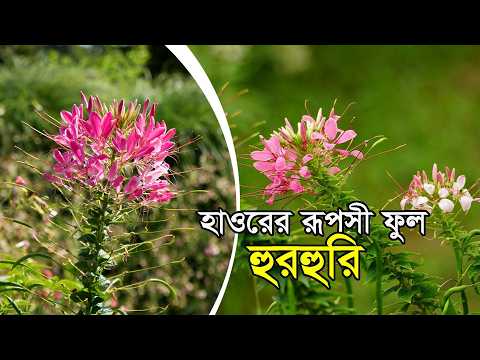 বাংলার হাওরের বুকেই লুকানো অনন্য সুন্দর ফুল হুরহুরি