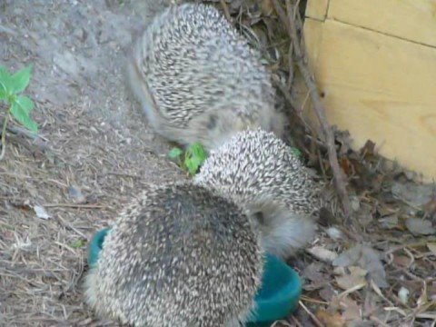 Video: Hedgehogs Në Salcë Kosi