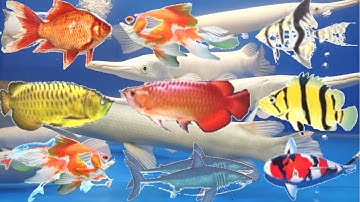 26 loài cá cảnh đẹp và đắt nhất thế giới | Ornamental fish