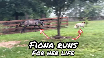 Rescue Horse Chases Rescue Dog