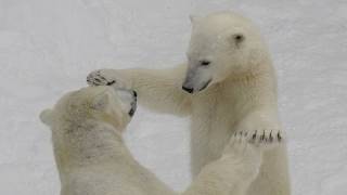 ホッキョクグマの親子相撲~Sumo wrestling by Polar Bears
