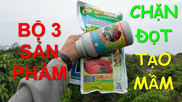 Kỹ thuật ức chế lộc và kích hoa các giống vải năm 2024.