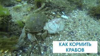 Как кормить крабов. Приморский край. Находка.