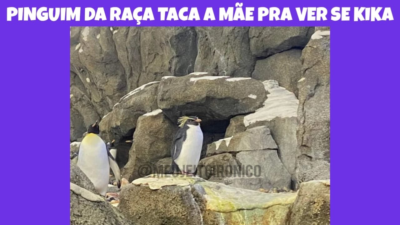 MELHORES MEMES EM IMAGENS - PINGUIM DA RAÇA TACA A MÃE PRA VER SE KIKA ...