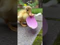 Tiny Baby Duckling vs a Flower Petal 🌸🐥