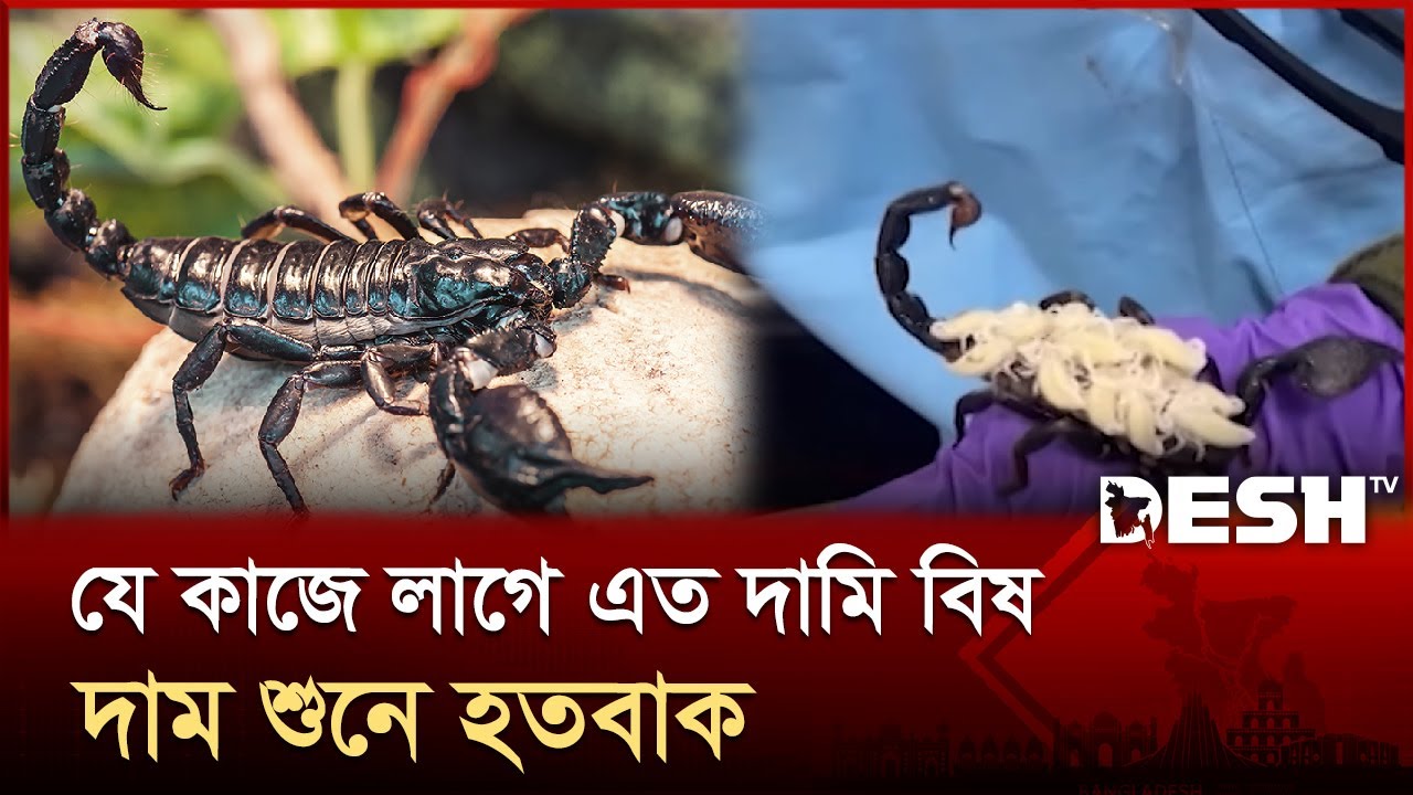 যে কাজে এত দামি বিষ, দাম শুনে হতবাক | Scorpion Venom | Poison Business | Desh TV
