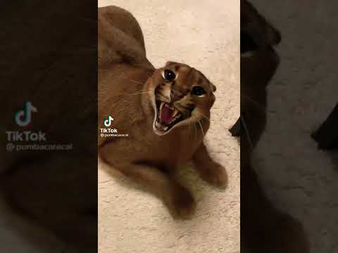 Video Mèo rừng khè????????????#shorts - youtube