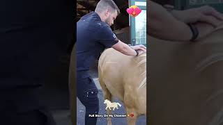 Grateful Giraffe Hugs the Man🦒