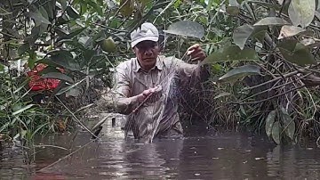 giăng lưới con sông nhỏ trúng mánh ổ cá rô phi.