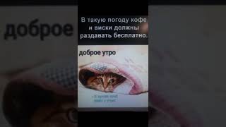 Что Ты Хочешь Или Голову ... #Приколы #Юмор #Доброеутро