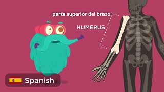 What is multilingual education accessibility?