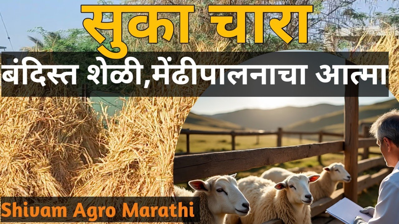 बंदिस्त शेळी आणि मेंढीपालनाचा सुका चारा हाच आत्मा!#sheepfarming #agriculture #goatfarming #animals