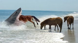 10 Most Incredible Things Swallowed by Sharks