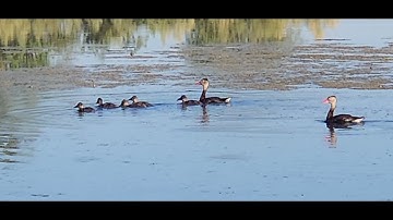 I Love Black Bellied Whistling Ducks & Their Babies