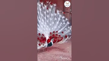 هُوَ اللَّهُ الَّذِي لَا إِلَـٰهَ إِلَّا هُوَ ۖ الْمَلِكُ الْقُدُّوسُ 📖 سورة الحشر - الآية ٢٣