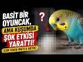 Bu Oyuncak Kuşumda İnanılmaz Değişim Yarattı: (Artık Çok Daha Mutlu) #muhabbetkuşu #kuşbakımı