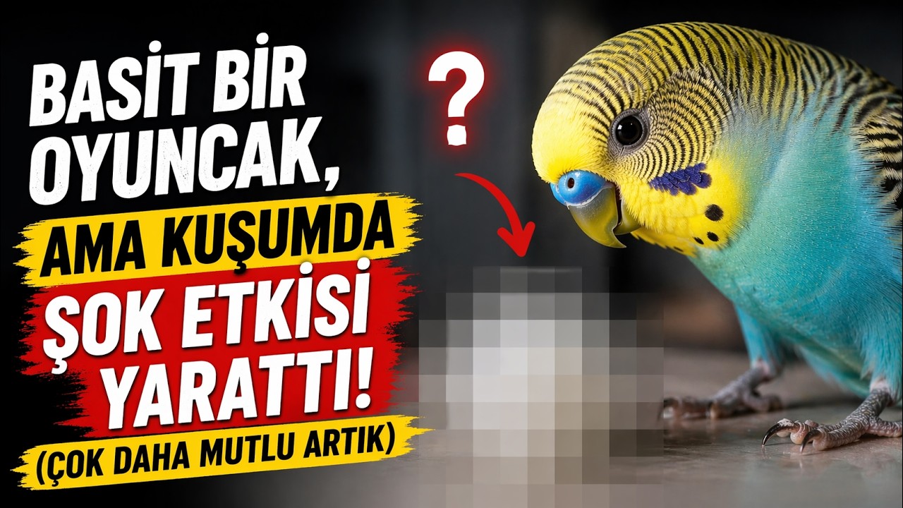 Bu Oyuncak Kuşumda İnanılmaz Değişim Yarattı: (Artık Çok Daha Mutlu) #muhabbetkuşu #kuşbakımı
