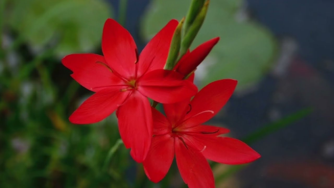 "Dorf Tirol die Sonnenseite der Alpen in Südtirol"