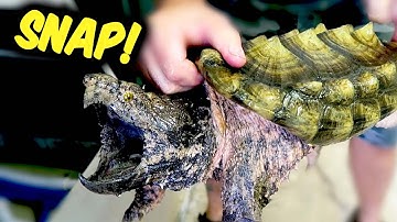 150 YEAR OLD, 135 POUND Alligator Snapping Turtle!
