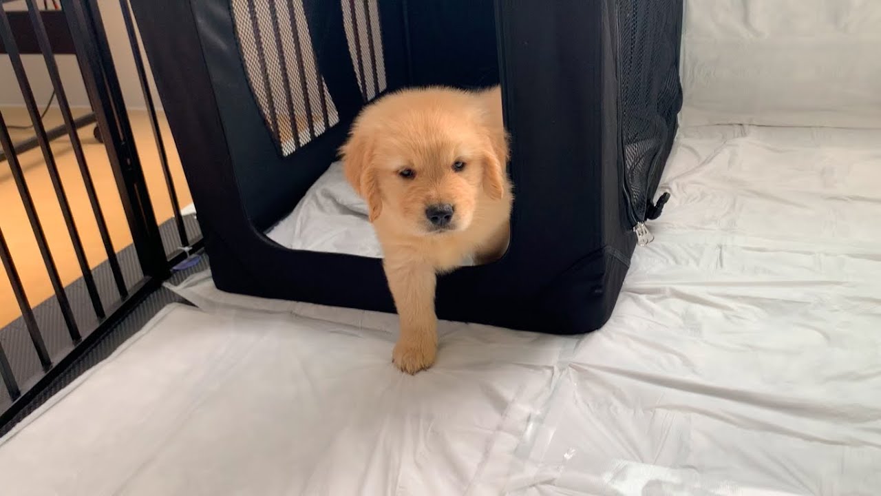 未公開 一人暮らしの家に ゴールデンレトリバー子犬がきた Youtube 未公開 一人暮らしの家に ゴールデンレトリバー子犬がきた Youtube