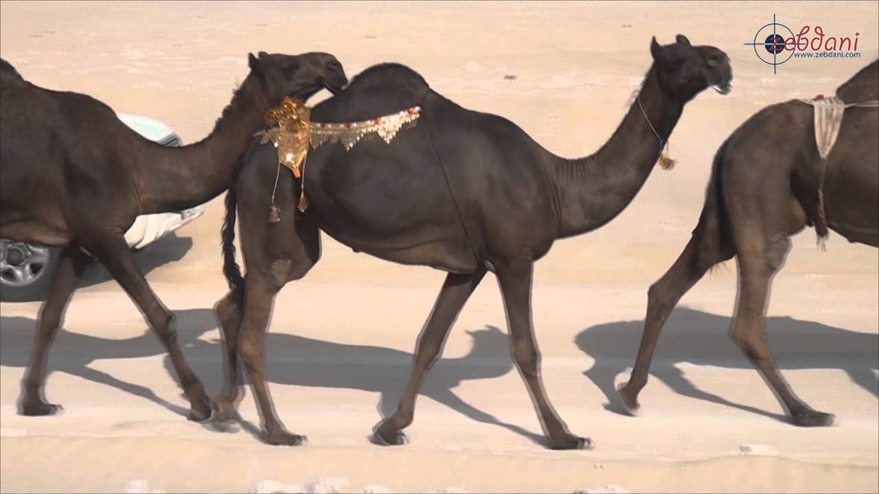 مسيرة منقية السيد / حمد أبوفريح المري في مهرجان الجزيرة للمجاهيم