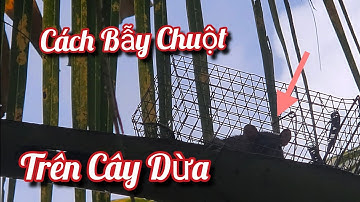 Cách Bẫy Chuột Trên Cây Dừa Của Người Dân Miền Tây | NI NGUYỄN TV #934