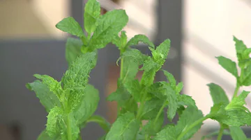Come combattere i parassiti della menta?