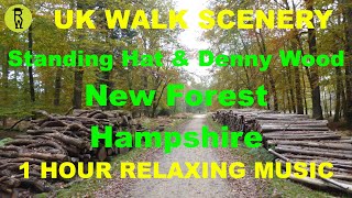 Standing Hat & Denny Wood, New Forest, Hampshire Walk Scenery, 1 Hour Relaxing Ambient Music